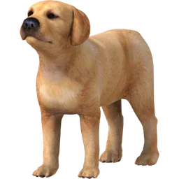 Kucu