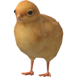 Nibi